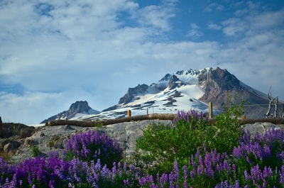 Purple petals flower bed
